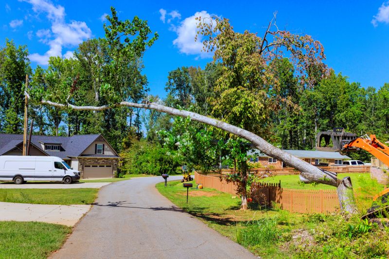 Cost of Dead Tree Removal in Panama City Beach, FL