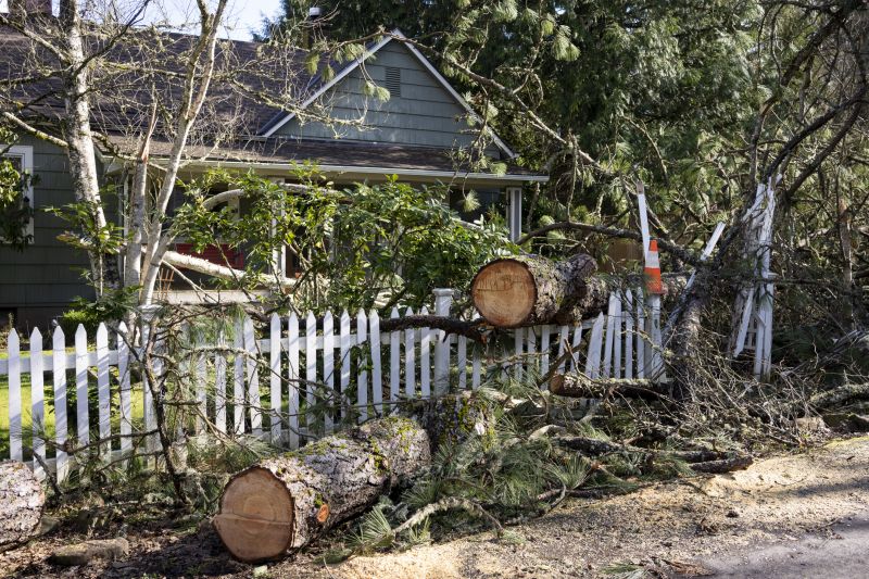 Fallen Tree Removal Services