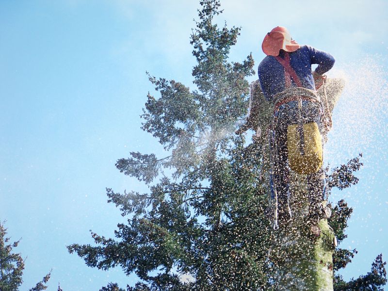 Local Tree Removal pros at work