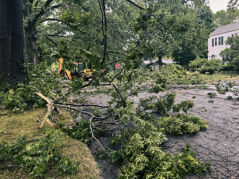 When To Get Tree Removals in Panama City Beach