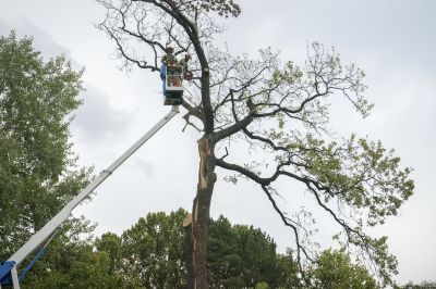 Tree Removal Services Information