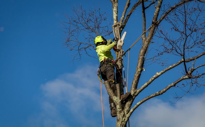 Who Provides Tree Removal Services in Panama City Beach