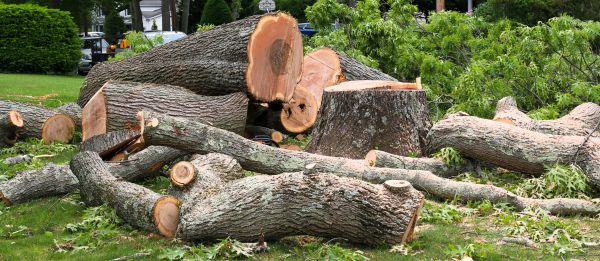 Large Tree Removal in Panama City Beach