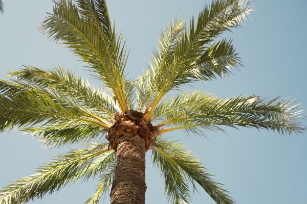 Palm Tree Removal in Panama City Beach