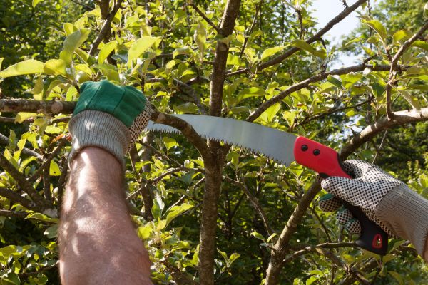 Small Tree Removal in Panama City Beach
