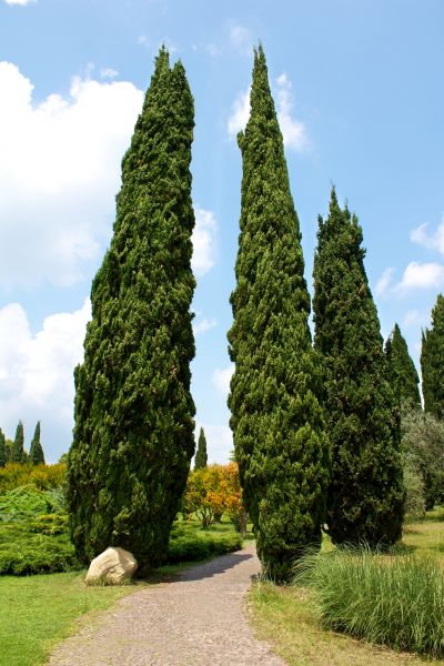 Cypress Tree Removal in Panama City Beach