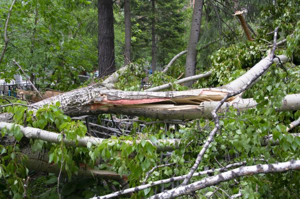 Birch Tree Removal in Panama City Beach