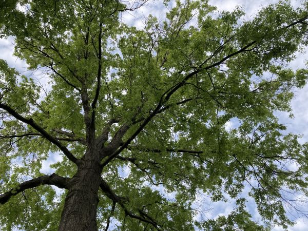 Oak Tree Removal in Panama City Beach
