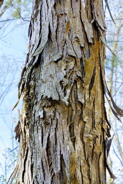 Hickory Tree Removal in Panama City Beach