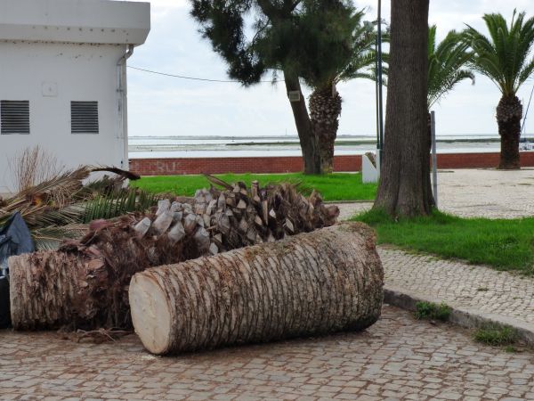Palm Trees Removal in Panama City Beach