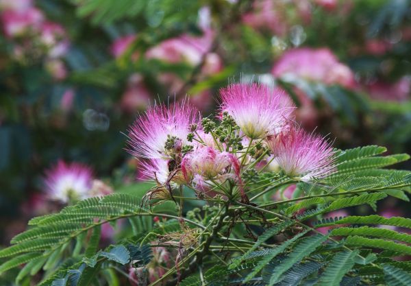 Mimosa Tree Removal in Panama City Beach