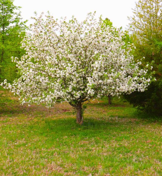 Dogwood Tree Removal in Panama City Beach