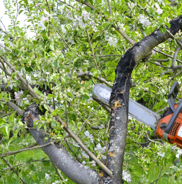 Apple Tree Removal in Panama City Beach