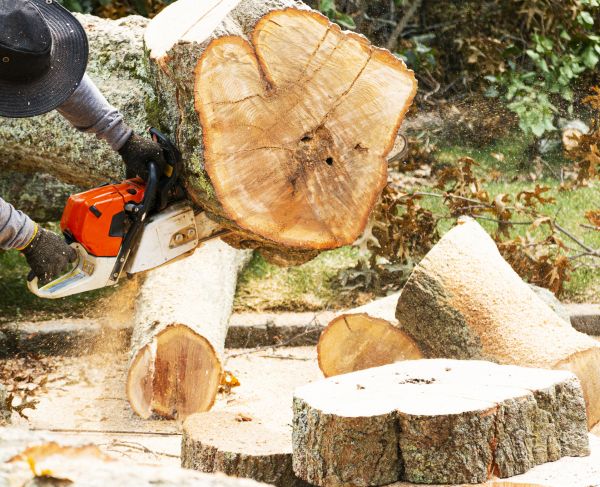 Tree Removal Service in Panama City Beach