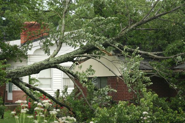 Emergency Tree Removal in Panama City Beach