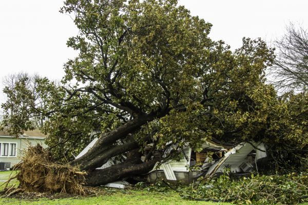 Fallen Tree Removal in Panama City Beach