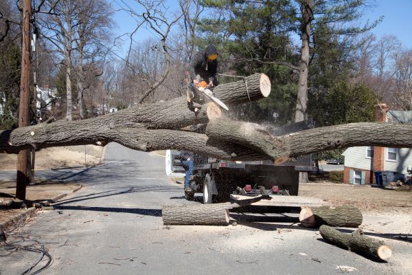 Residential Tree Removal in Panama City Beach