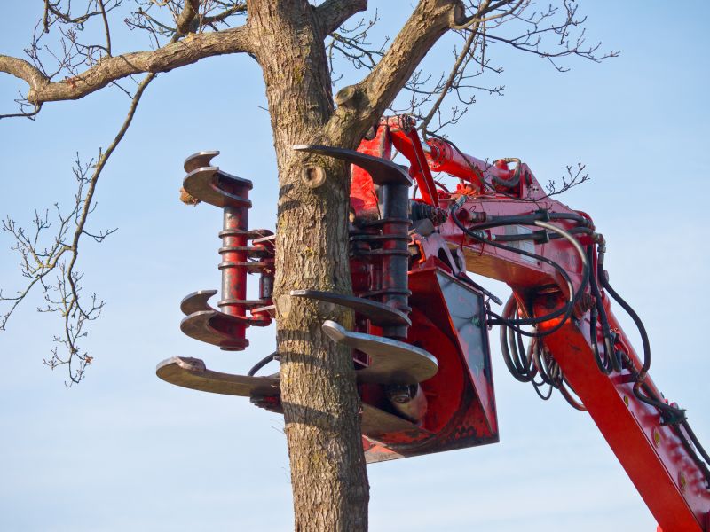 Tree Removal