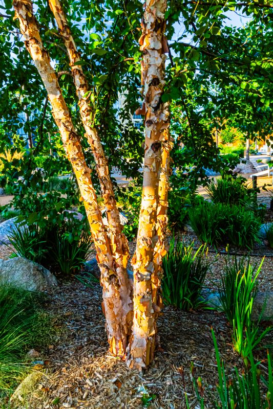 Birch Tree Removal