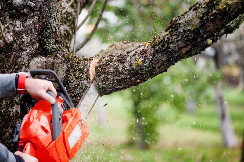 Birch Tree Removal