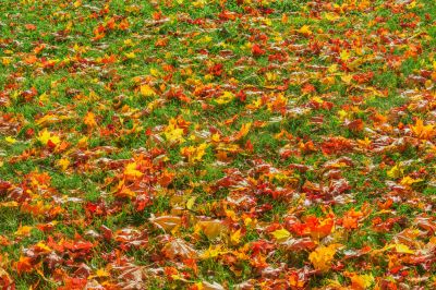 Seasonal Landscape Care
