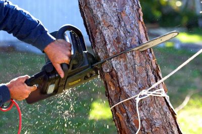 Spruce Tree Removal