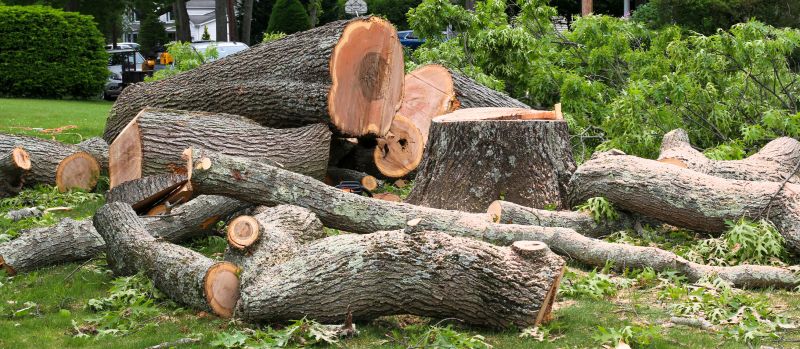 Before and After Tree Removal