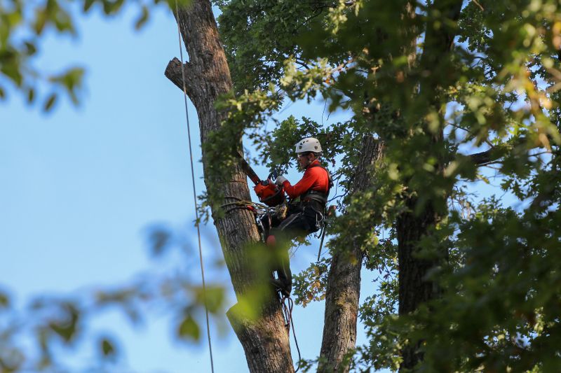 Tree Removal Crew at Work