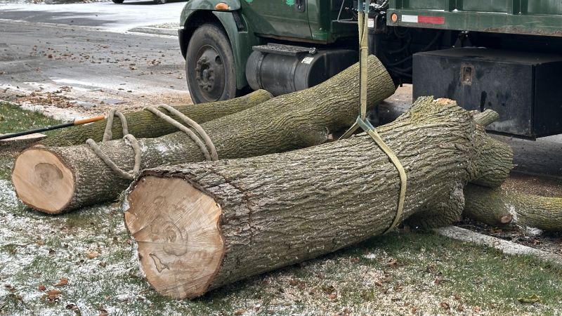 Spring Tree Cutting