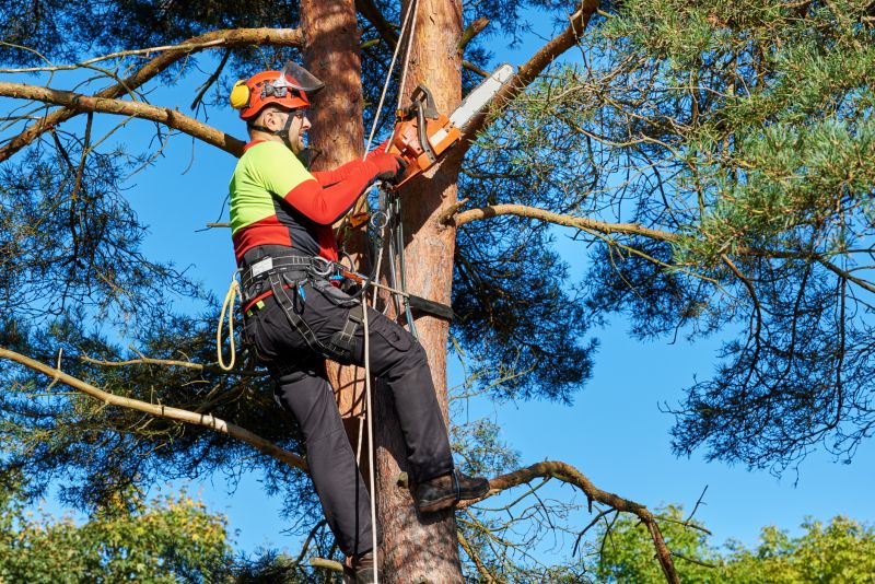 Tree Removal in Action