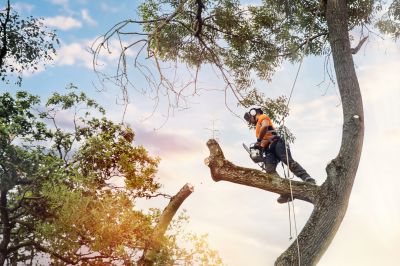 Assessing Tree Safety