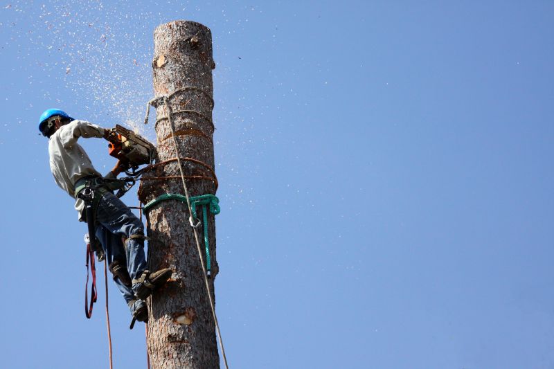 Professional Tree Removal Tools