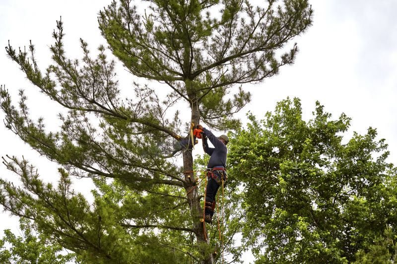 Tree Care Experts at Work