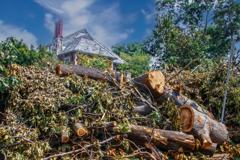 Willow Tree Removal